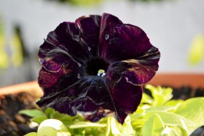 Прикрепленное изображение: 7vet1aZxAGU.jpg